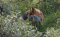 Fox (Vulpes vulpes)